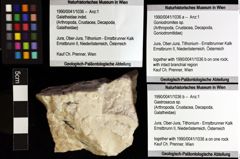 Foto (Objket + Etiketten) von Gastrosacus sp. 